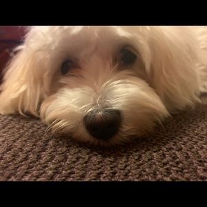 Meet your Posher, Carlos